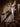 PRONOVIAS - DAZZLE
